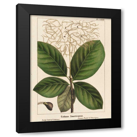Large Leaved Cotinus Black Modern Wood Framed Art Print by Silva, John