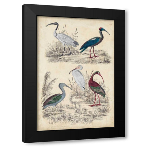 Ibis Family Black Modern Wood Framed Art Print by Milne