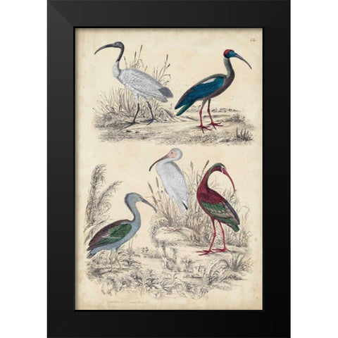 Ibis Family Black Modern Wood Framed Art Print by Milne