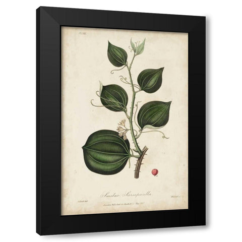 Medicinal Botany I Black Modern Wood Framed Art Print by Churchill