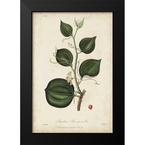 Medicinal Botany I Black Modern Wood Framed Art Print by Churchill
