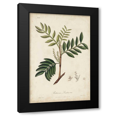 Medicinal Botany II Black Modern Wood Framed Art Print by Churchill