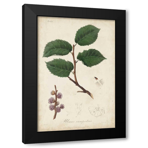 Medicinal Botany III Black Modern Wood Framed Art Print by Churchill
