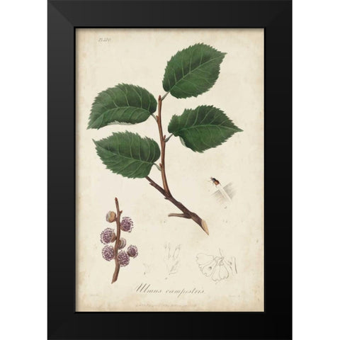 Medicinal Botany III Black Modern Wood Framed Art Print by Churchill