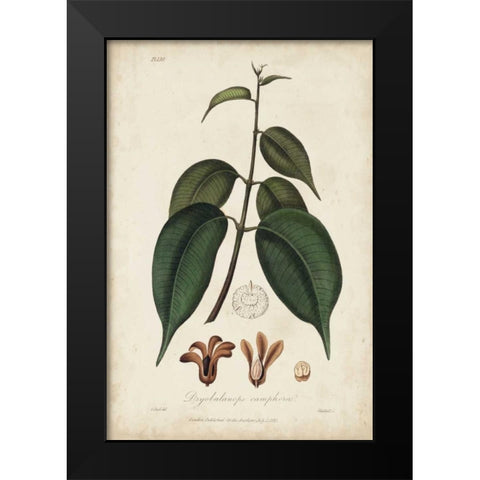 Medicinal Botany IV Black Modern Wood Framed Art Print by Churchill