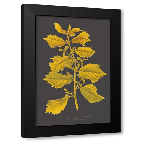 Trees and Leaves V Black Modern Wood Framed Art Print with Double Matting by Vision Studio