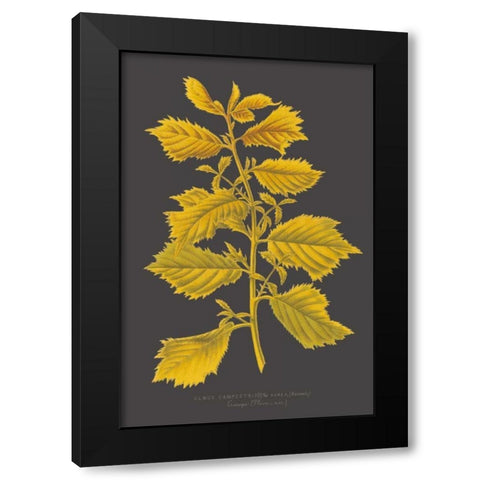 Trees and Leaves V Black Modern Wood Framed Art Print by Vision Studio