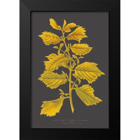 Trees and Leaves V Black Modern Wood Framed Art Print by Vision Studio