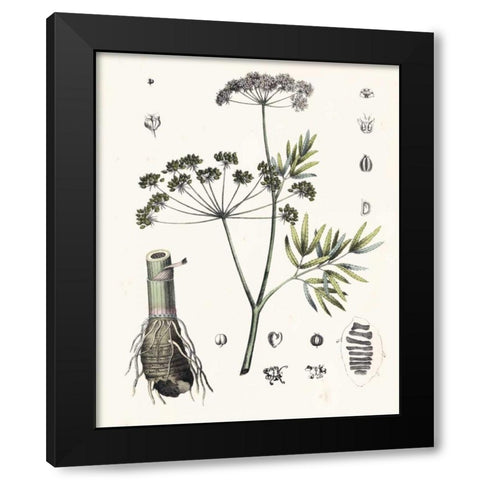 Berge Botanicals I Black Modern Wood Framed Art Print by Berge
