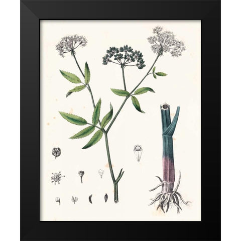 Berge Botanicals II Black Modern Wood Framed Art Print by Berge