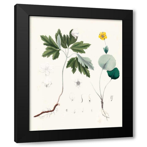 Berge Botanicals III Black Modern Wood Framed Art Print with Double Matting by Berge