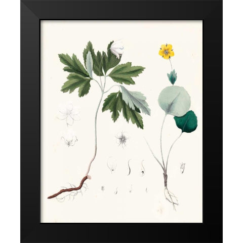 Berge Botanicals III Black Modern Wood Framed Art Print by Berge
