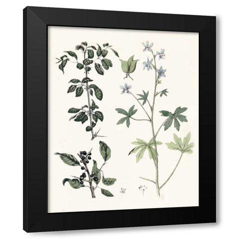 Berge Botanicals IV Black Modern Wood Framed Art Print by Berge