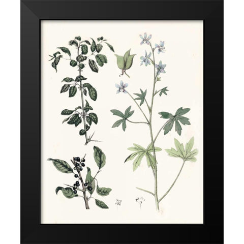 Berge Botanicals IV Black Modern Wood Framed Art Print by Berge