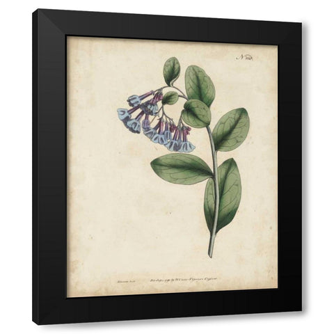 Lavender Curtis Botanicals I Black Modern Wood Framed Art Print with Double Matting by Curtis