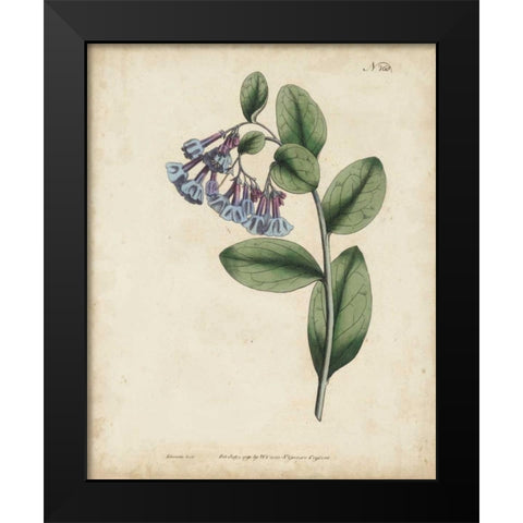 Lavender Curtis Botanicals I Black Modern Wood Framed Art Print by Curtis
