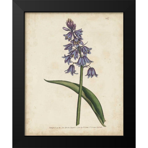 Lavender Curtis Botanicals II Black Modern Wood Framed Art Print by Curtis