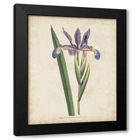 Lavender Curtis Botanicals III Black Modern Wood Framed Art Print with Double Matting by Curtis