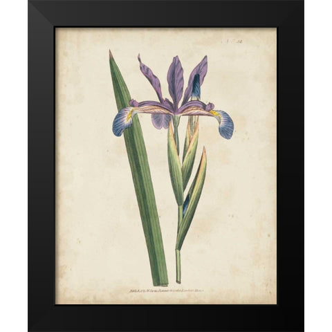 Lavender Curtis Botanicals III Black Modern Wood Framed Art Print by Curtis