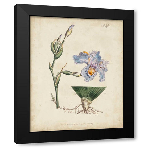 Lavender Curtis Botanicals IV Black Modern Wood Framed Art Print by Curtis