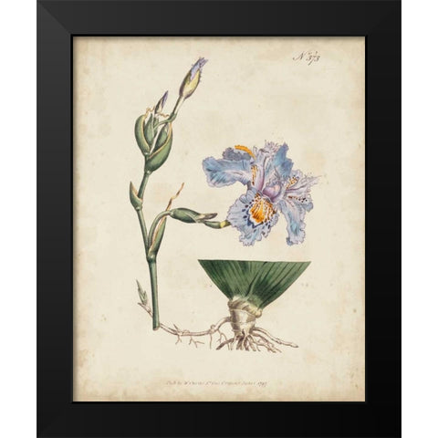 Lavender Curtis Botanicals IV Black Modern Wood Framed Art Print by Curtis