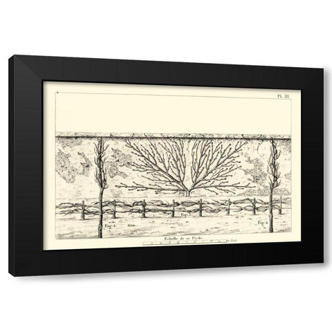 Antique Diagram for Espaliers I Black Modern Wood Framed Art Print by Unknown