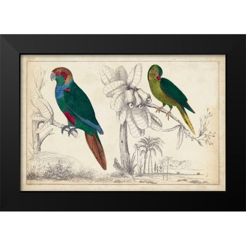 Parrot Pair I Black Modern Wood Framed Art Print by Unknown