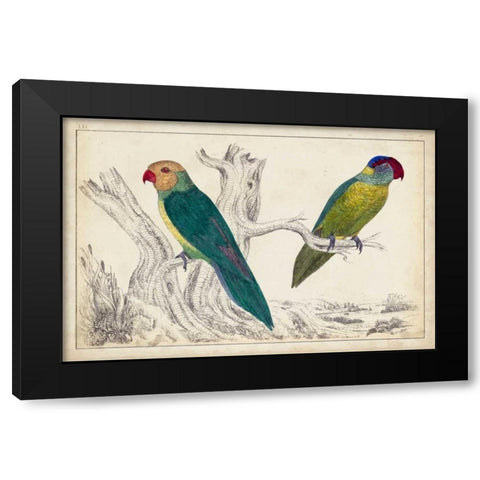 Parrot Pair II Black Modern Wood Framed Art Print with Double Matting by Unknown