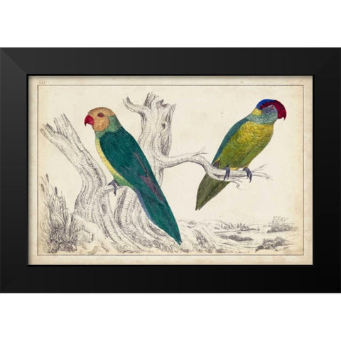 Parrot Pair II Black Modern Wood Framed Art Print by Unknown