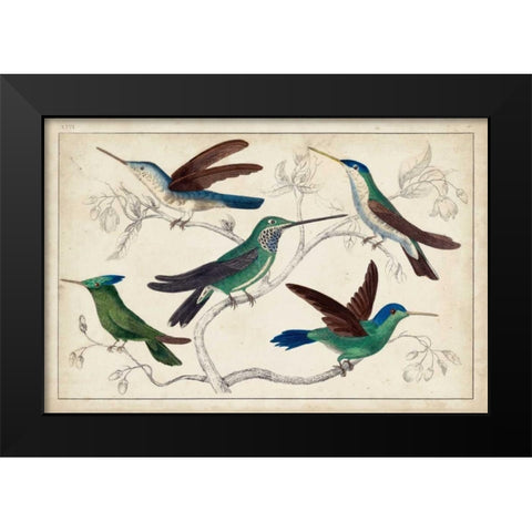 Hummingbird Gathering I Black Modern Wood Framed Art Print by Unknown