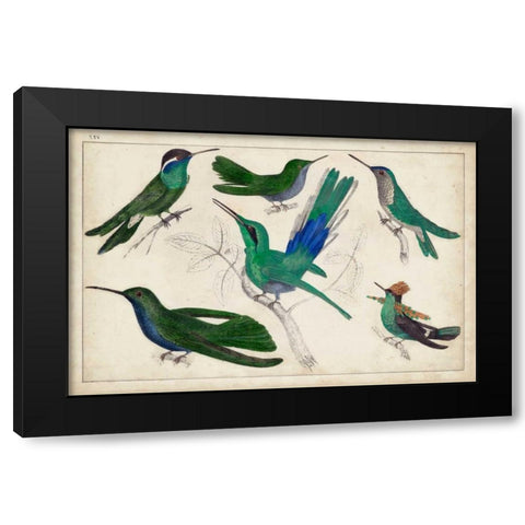 Hummingbird Gathering II Black Modern Wood Framed Art Print with Double Matting by Unknown
