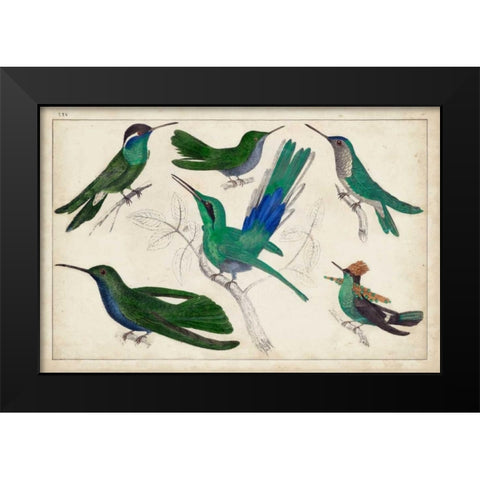 Hummingbird Gathering II Black Modern Wood Framed Art Print by Unknown