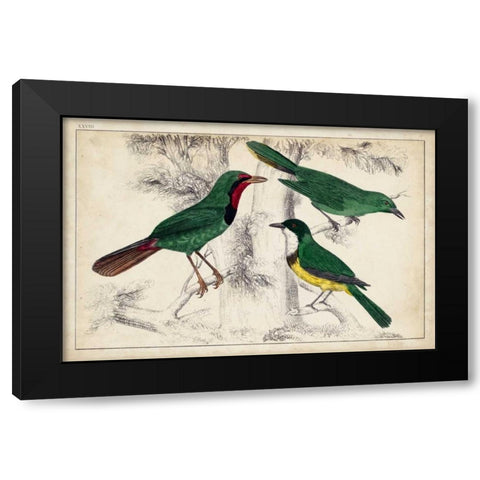 Tropical Bird Trio I Black Modern Wood Framed Art Print with Double Matting by Unknown