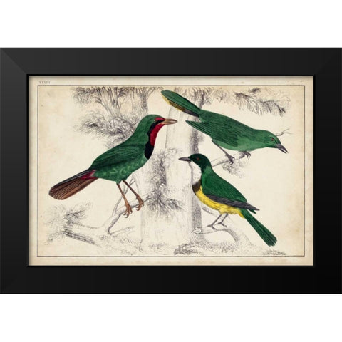 Tropical Bird Trio I Black Modern Wood Framed Art Print by Unknown
