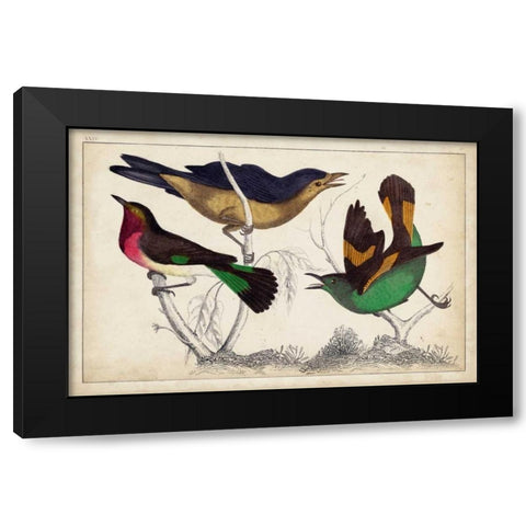 Tropical Bird Trio II Black Modern Wood Framed Art Print with Double Matting by Unknown