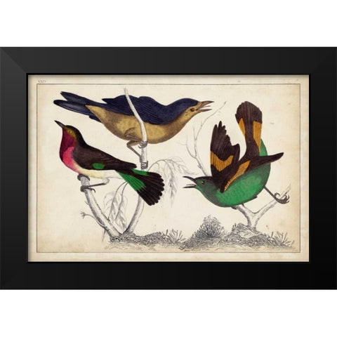 Tropical Bird Trio II Black Modern Wood Framed Art Print by Unknown