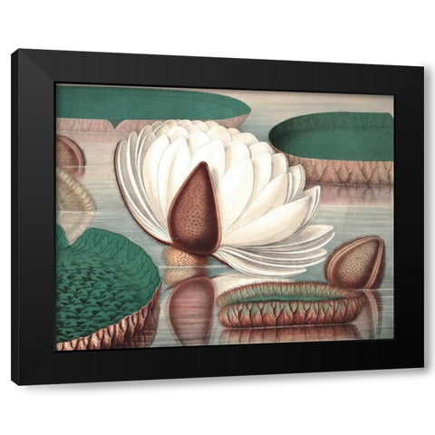 Vintage Water Lily I Black Modern Wood Framed Art Print with Double Matting by Vision Studio
