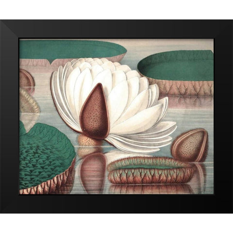 Vintage Water Lily I Black Modern Wood Framed Art Print by Vision Studio