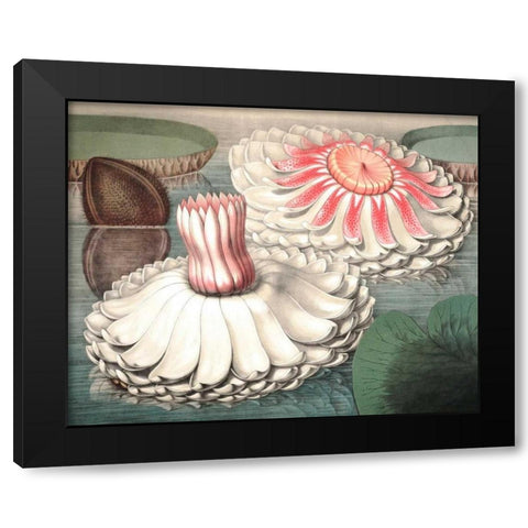 Vintage Water Lily II Black Modern Wood Framed Art Print with Double Matting by Vision Studio