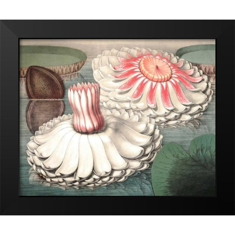 Vintage Water Lily II Black Modern Wood Framed Art Print by Vision Studio