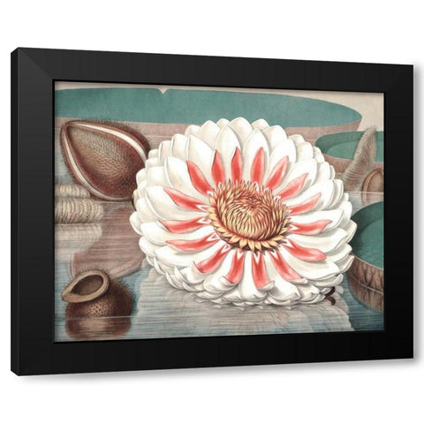 Vintage Water Lily III Black Modern Wood Framed Art Print with Double Matting by Vision Studio