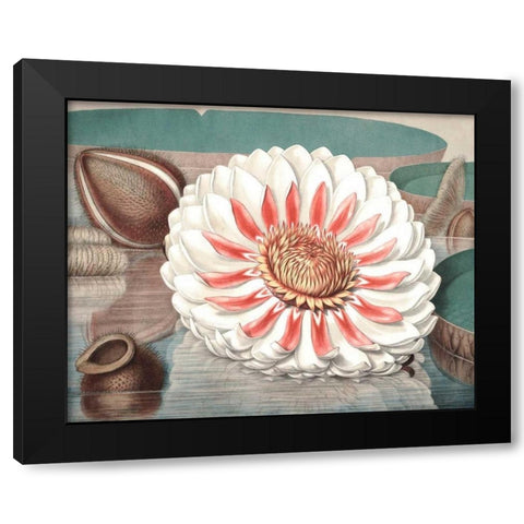 Vintage Water Lily III Black Modern Wood Framed Art Print by Vision Studio