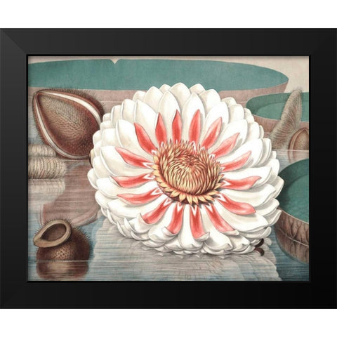 Vintage Water Lily III Black Modern Wood Framed Art Print by Vision Studio