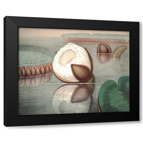 Vintage Water Lily IV Black Modern Wood Framed Art Print with Double Matting by Vision Studio