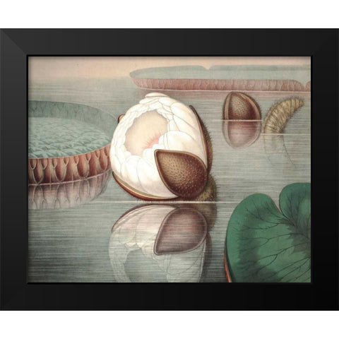 Vintage Water Lily IV Black Modern Wood Framed Art Print by Vision Studio