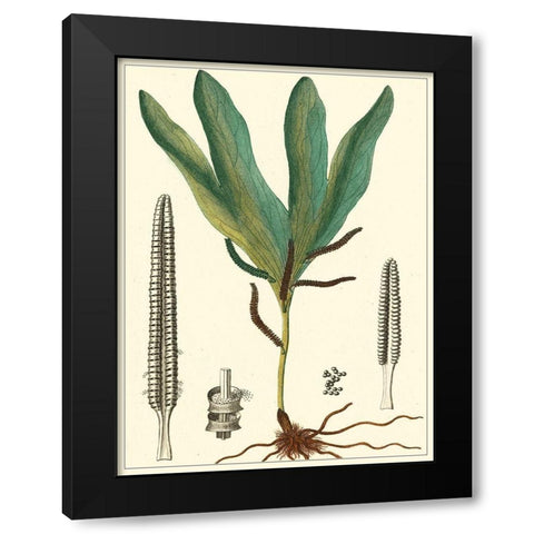 Small Foliage Botanique II Black Modern Wood Framed Art Print by Turpin