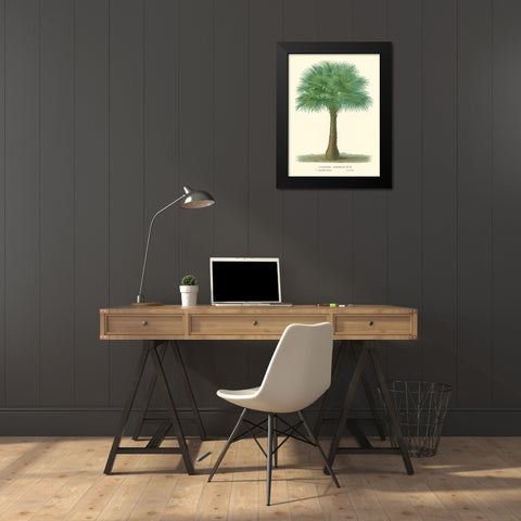 Small Palm of the Tropics I Black Modern Wood Framed Art Print by Van Houtteano, Horto