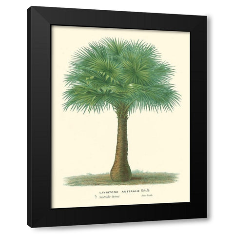 Small Palm of the Tropics I Black Modern Wood Framed Art Print with Double Matting by Van Houtteano, Horto