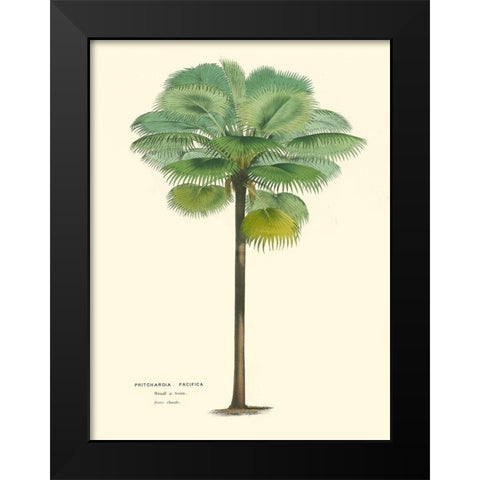Small Palm of the Tropics II Black Modern Wood Framed Art Print by Van Houtteano, Horto