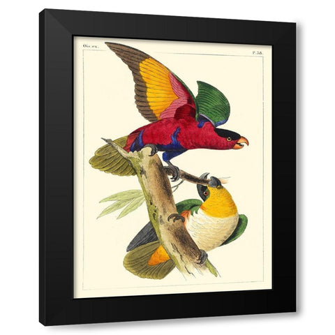 Small Lemaire Parrots I Black Modern Wood Framed Art Print by Lemaire, C.L.